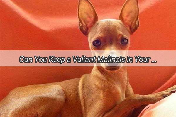 Can You Keep a Valiant Malinois in Your Apartment Discover the Surprising Truth